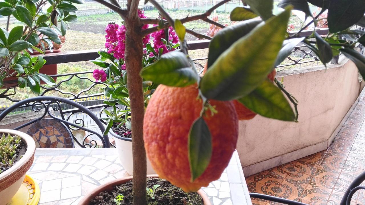 كاستيلاّماري دي ستا B&B Le Cycas المظهر الخارجي الصورة
